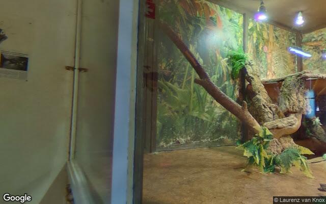 Reptielenzoo Iguana