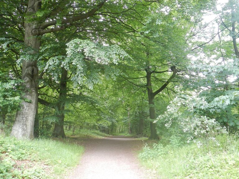 Leegplukdagen Bloemenplukweide Hof Zjevernie — Natuur in Zeeland